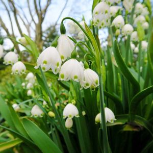 Leucojum aestivum – Summer Snowflake – Giant Snowflake – Snowflake – get a quote