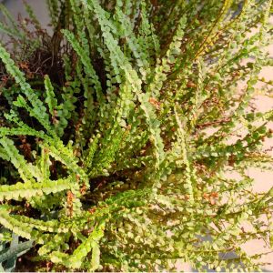 Nephrolepis cordifolia ‘Lemon Buttons’ – Ladder Fern – Fishbone Fern – Southern Sword Fern – Sword Fern – get a quote