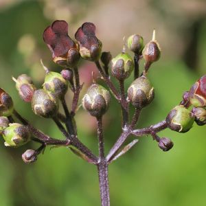 Scrophularia auriculata – Scrophularia aquatica – Water Betony – Water Figwort — Figwort – get a quote