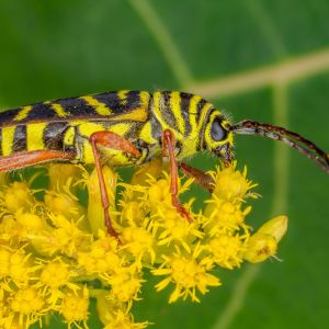 Locust Borer – Megacyllene robiniae get a quote