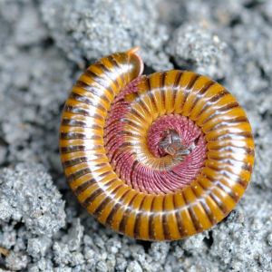 Millipedes get a quote