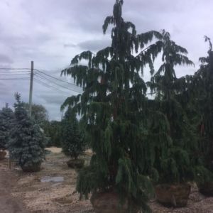 Chamaecyparis nootkatensis – Weeping Alaskan cedar – Nootka Cypress – Alaska Cedar – Cupressus nootkatensis – Nortka False Cypress get a quote