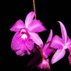 Broughtonia – orchid get a quote