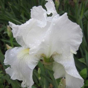Iris ‘Immortality’ get a quote