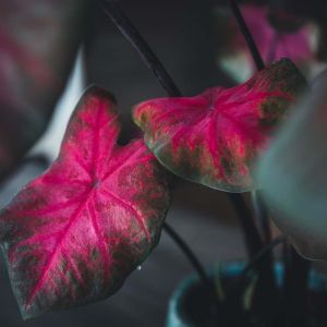 Caladium bicolor ‘Red Flash’ – Caladium x hortulanum ‘Red Flash’ – Angel Wings – Fancy-leafed Caladium – Elephant’s Ear – Heart of Jesus – Mother-in-law Plant – get a quote
