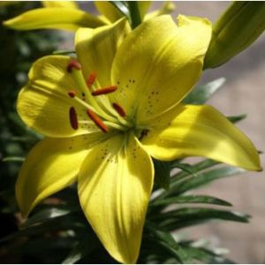 Lilium ‘Bright Pixie’ – Lily get a quote