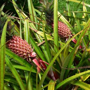 Ananas bracteatus – Red pineapple – Wild pineapple bromeliad get a quote