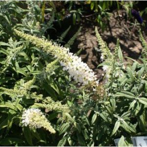 Buddleia davidii ‘White Bell’ – butterfly bush Adonis – get a quote