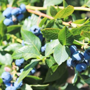 Vaccinium – Blueberry – Cranberry – Huckleberry – Duke Higbush get a quote