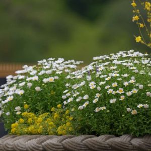 Leucanthemum paludosum – Chrysanthemum plaudosum – Melampodium paludosum – get a quote