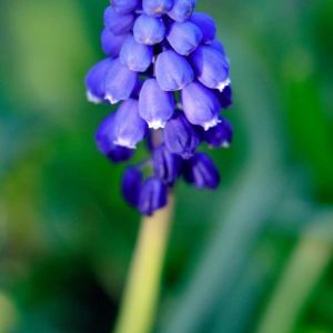 Muscari botryoides – Common Grape Hyacinth – Muscarimia – Grape Hyacinth – get a quote