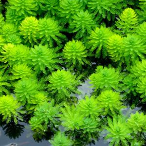 Myriophyllum verticillatum – Myriad Leaf – Milfoil – get a quote