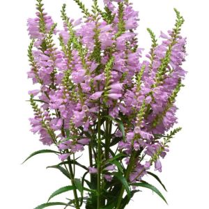 Physostegia virginiana ‘Pink Bouquet’ – Physostegia speciose – Obedient Plant – False Dragon Head – get a quote