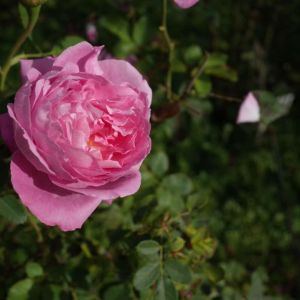 Rosa ‘Mrs. John Laing’ – Rose ‘Mrs. John Laing’ get a quote