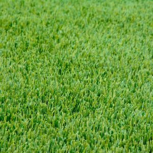 Lolium spp. – Ryegrass get a quote