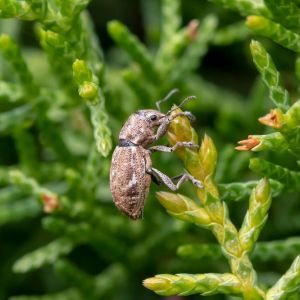 Fuller Rose Beetle – Asynonychus godmanni get a quote