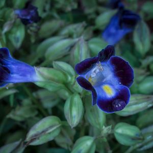 Torenia fournieri – Bluewings – Wishbone Flower get a quote