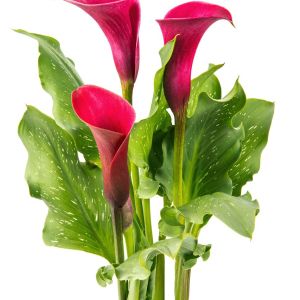 Zantedeschia ‘Majestic Red’ – Calla Lily – Arum Lily – Pig Lily get a quote