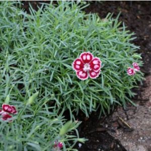Dianthus maden pinis ‘Spangled Star’ – Star series pinks – get a quote
