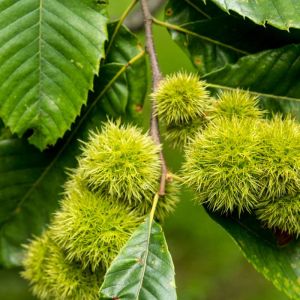 Castanea pumila – Chinquapin – Allegheny Chinkapin – Chestnut – Chinquapin – get a quote