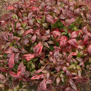 Nandina domestica ‘Firepower’ – Sacred Bamboo – Heavenly Bamboo – get a quote