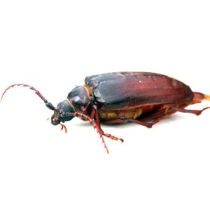 Giant Root Borers – Tile Horned Prionus – Prionus get a quote