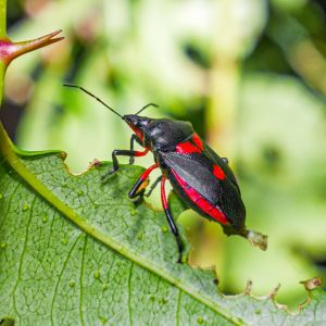 Florida Predatory Stink Bug – Pentatomidae family get a quote