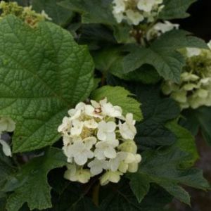 Hydrangea q. ‘Alice’ get a quote