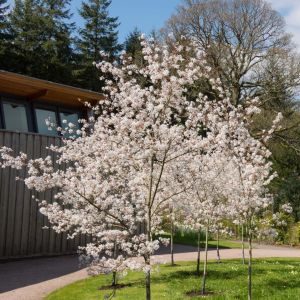 Amelanchier arborea ‘Autumn Brilliance’ get a quote