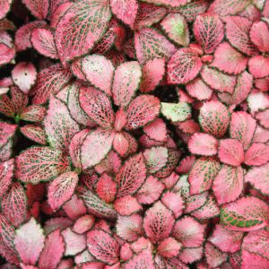 Fittonia Red get a quote