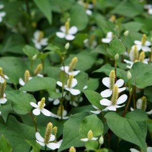 Houttuynia cordata – get a quote