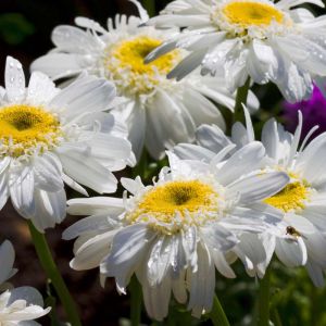 Leucanthemum x superbum ‘T.E. Killin’ – Chrysanthemum maximum of gardens – Chrysanthemum x superbum – Shasta Daisy – get a quote