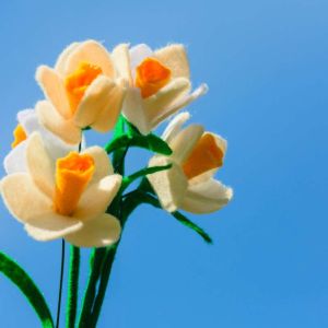 Narcissus ‘Romance’ – Daffodil  ‘Romance’ get a quote