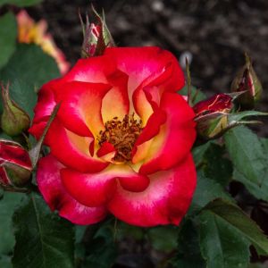 Rosa ‘Betty Boop’ – Rose ‘Centenary of Federation’ – get a quote