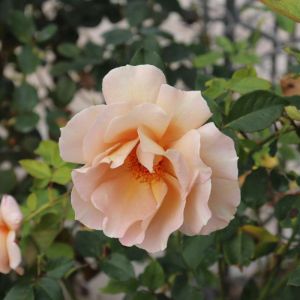 Rosa ‘Julia’s Rose’ – Rose ‘Julia’s Rose’ get a quote