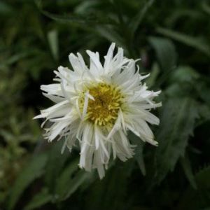 Chrysanthemum ‘Gold Rush Shasta’ get a quote
