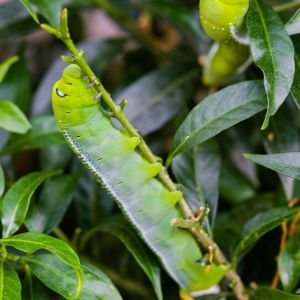 Green Fruitworm – Lithophane antennata get a quote