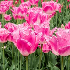 Tulipa ‘Fancy Frills’ – Tulip ‘Fancy Frills’ get a quote