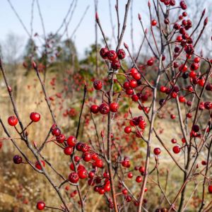 Aronia arbutifolia ‘Brilliantissima’ – Red Chokeberry – Amelanchier – Chokeberry get a quote