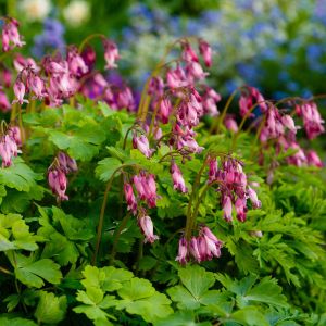 Dicentra formosa – Dicentra eximia of gardens – Western Bleeding Heart – Bleeding Heart – get a quote