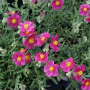 Helianthemum nummulaarium  – Rock Rose – Sun Rose – get a quote