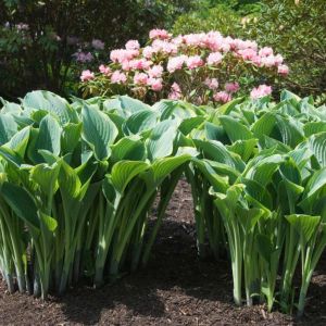 Hosta ‘Regal Splendor’ – Plantain Lily ‘Regal Splendor’ get a quote