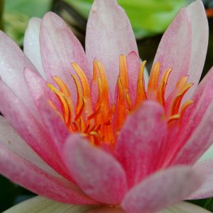 Nymphaea  ‘Amabilis’ – Waterlily – get a quote