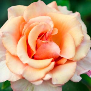 Rosa ‘Jean Kenneally’ – Rose ‘Jean Kenneally’ get a quote