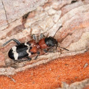 Clerid Beetles – Cleridae get a quote