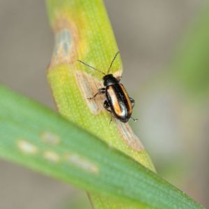 Palestriped Flea Beetles – Systena blanda get a quote