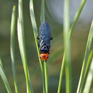 Pine False Webworm – Acantholyda erthrocephala get a quote