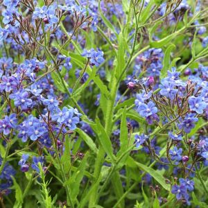 Anchusa capensis ‘Blue Angel’ – Alkanet – Summer Forget-me-not get a quote