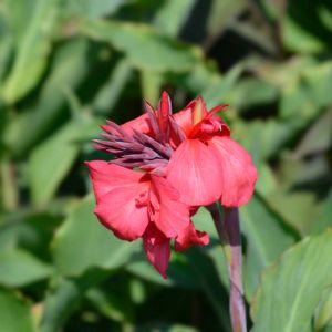 Canna ‘Tropical Rose’ – Indian Shot – get a quote