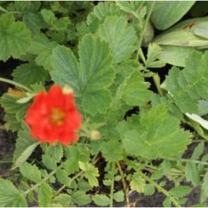 Geum ‘Blazing Sunset’ – Geum – Avens – get a quote